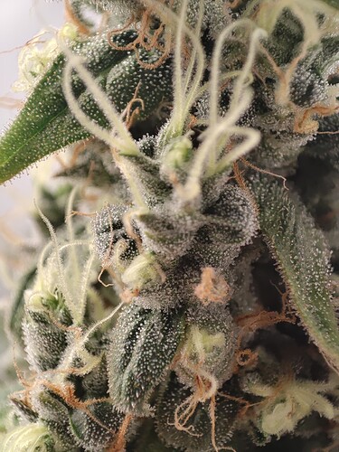 Growreport Bild 7