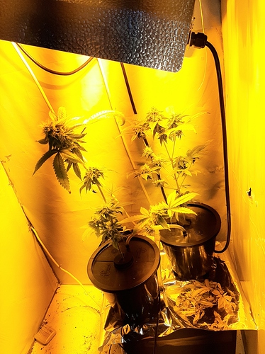 Growreport Bild 7