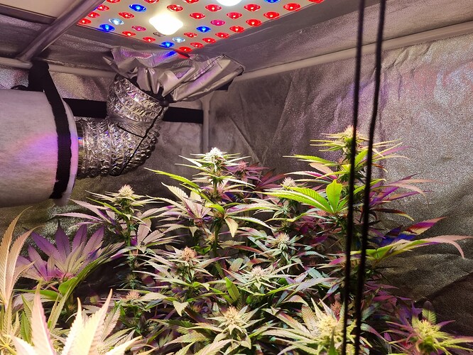 Growreport Bild 43