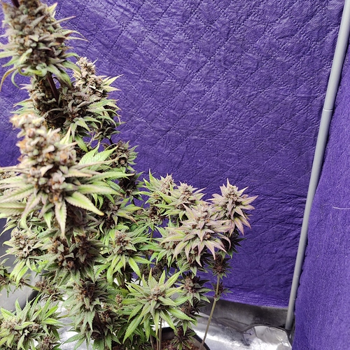 Growreport Bild 35