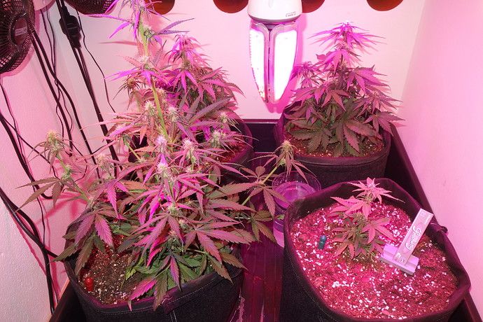 Growreport Bild 13