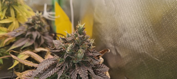 Growreport Bild 6