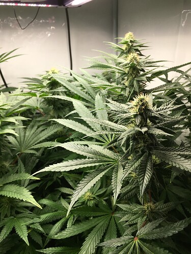 Growreport Bild 7