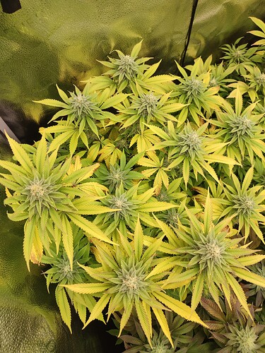 Growreport Bild 4