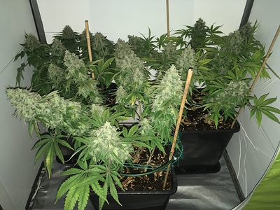 Growreport Bild 2