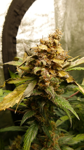 Growreport Bild 15