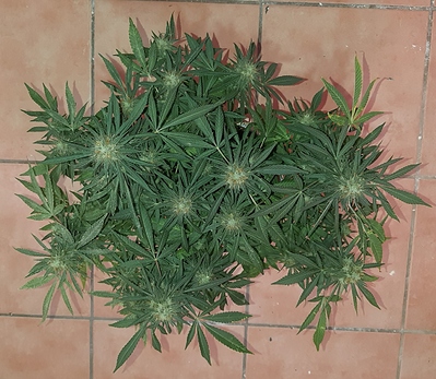 Growreport Bild 2