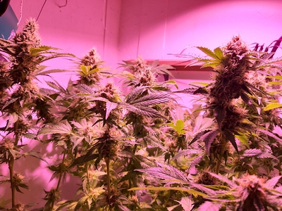 Growreport Bild 7