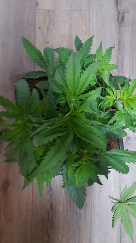 Growreport Bild 3