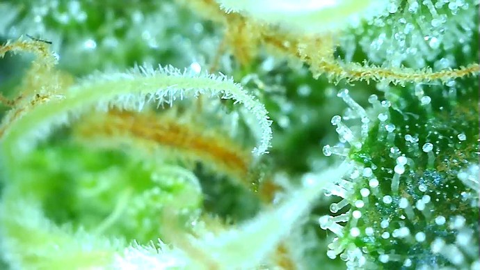 Growreport Bild 45
