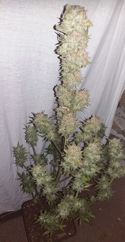 Growreport Bild 3