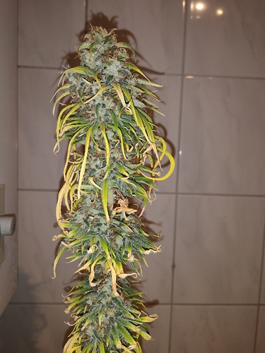 Growreport Bild 5
