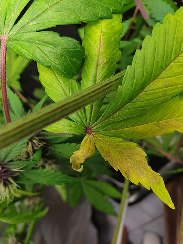Growreport Bild 1