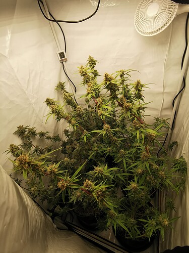 Growreport Bild 9