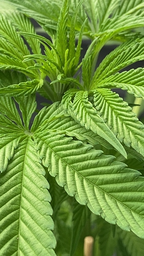 Growreport Bild 8