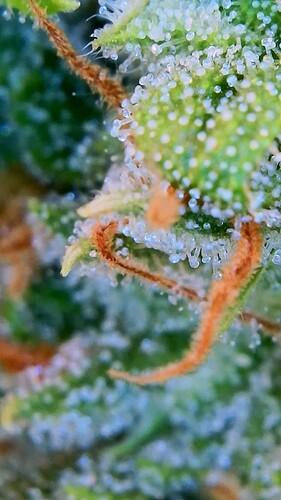 Growreport Bild 15