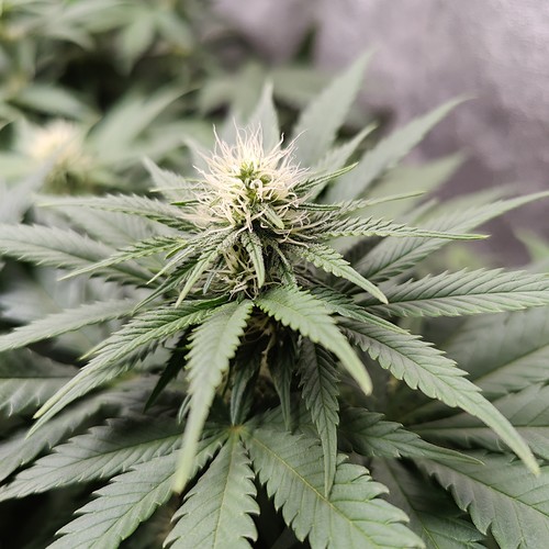 Growreport Bild 13