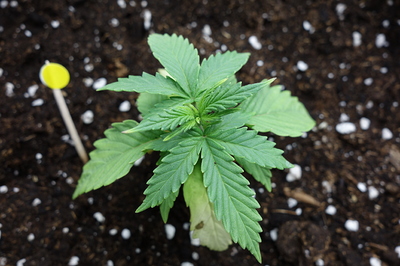 Ein junger Cannabis-Sämling in einem Topf mit Erde, der gerade zu wachsen beginnt. Ein kleiner gelber Marker ist links neben der Pflanze zu sehen.