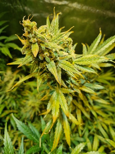 Growreport Bild 8