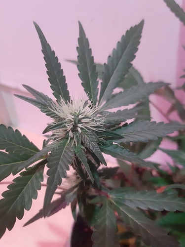 Growreport Bild 9