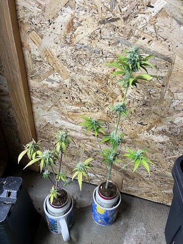 Growreport Bild 27