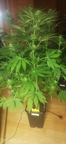 Growreport Bild 21