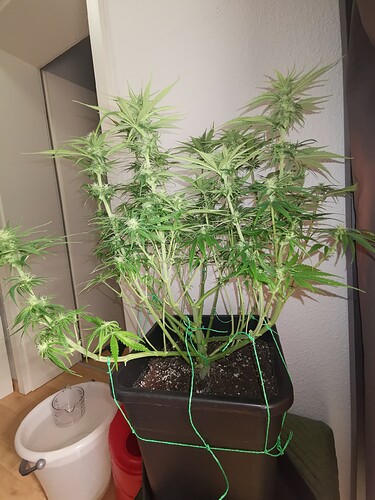 Growreport Bild 6