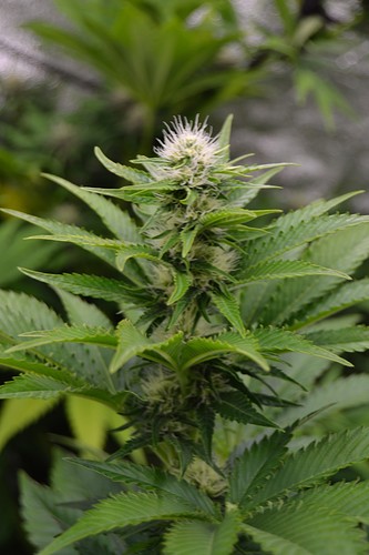 Growreport Bild 9
