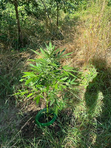 Growreport Bild 7