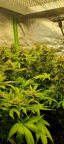 Growreport Bild 2