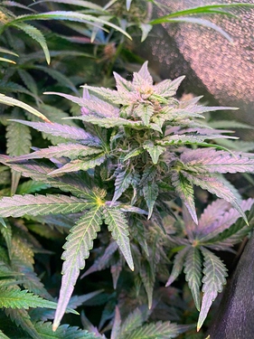 Growreport Bild 17