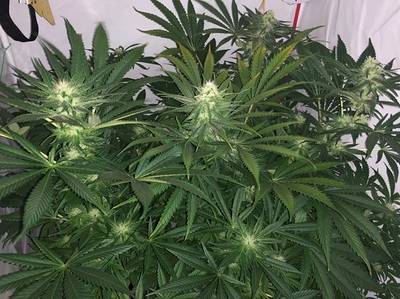 Growreport Bild 2