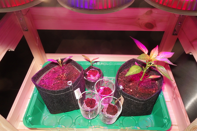 Growreport Bild 4