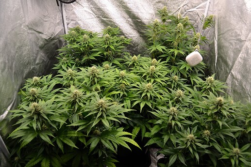 Growreport Bild 1