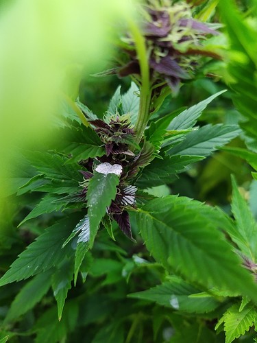 Growreport Bild 12