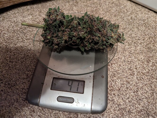 Growreport Bild 36