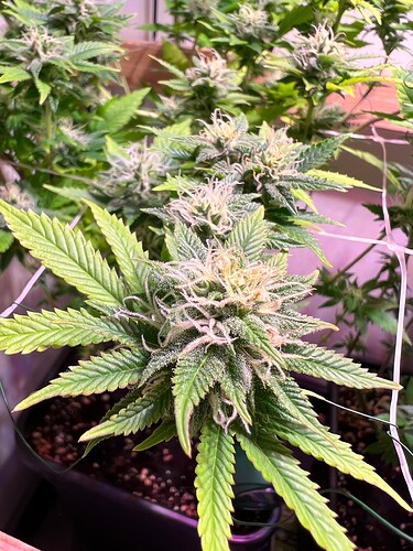 Growreport Bild 10