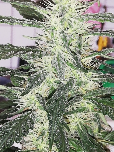 Growreport Bild 13