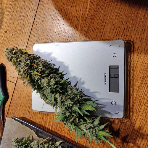 Growreport Bild 22