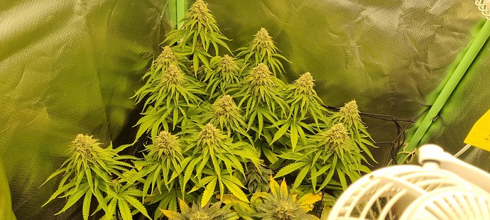 Growreport Bild 1