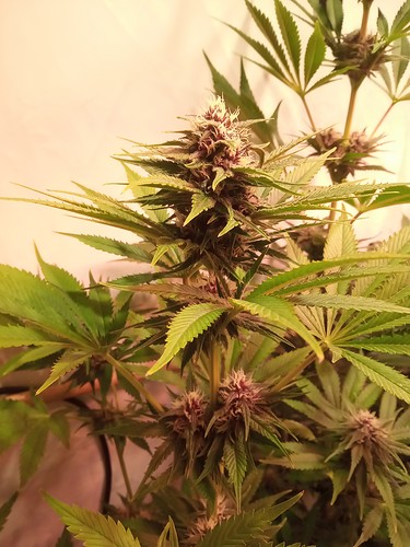Growreport Bild 11