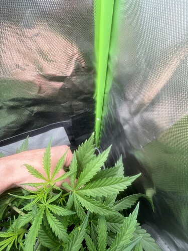 Growreport Bild 25