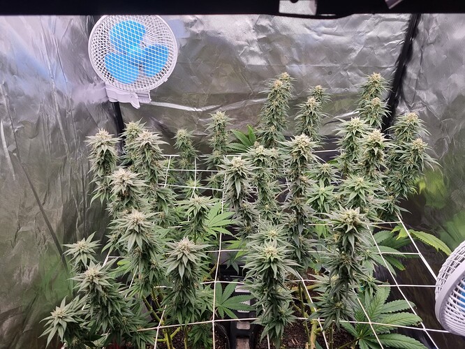 Growreport Bild 3