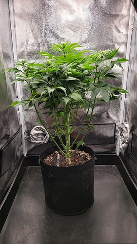Growreport Bild 3