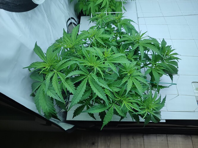 Growreport Bild 32