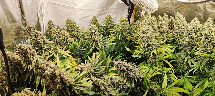 Growreport Bild 35