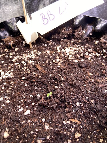 Growreport Bild 14
