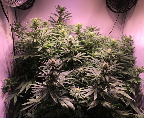 Growreport Bild 2