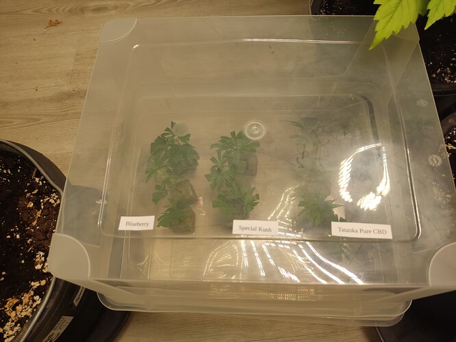 Growreport Bild 6