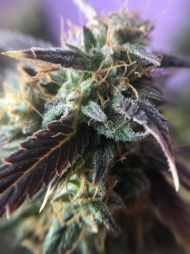 Growreport Bild 1